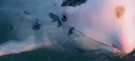 渔业危机纪录片,渔业阴谋纪录片预告