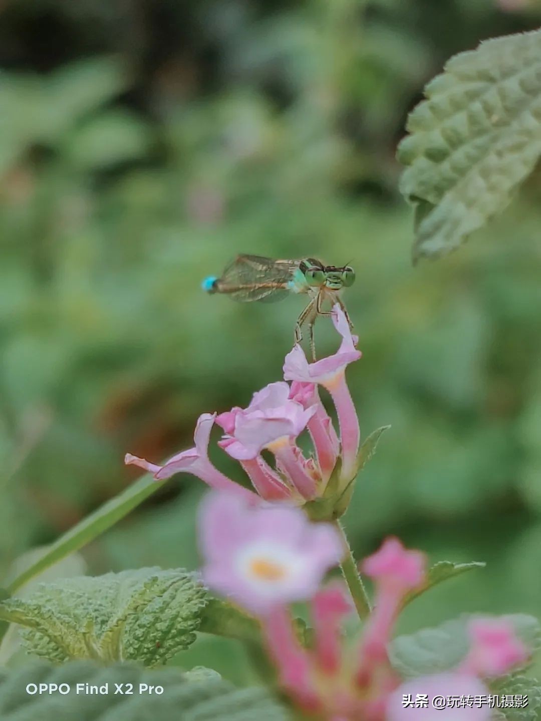 oppo拍照与苹果对比,哎哟不错哦周杰伦试听
