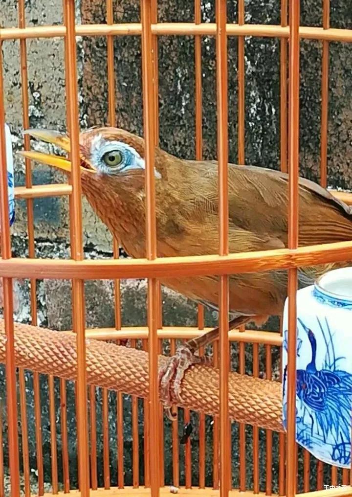 画眉鸟打斗败了怎么养,画眉鸟半年后怎么饲养