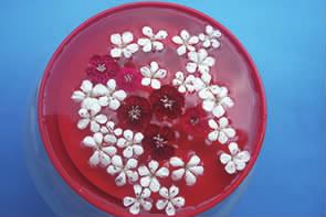 浮游花一种特别的赏花方式,赏花正确方法图片