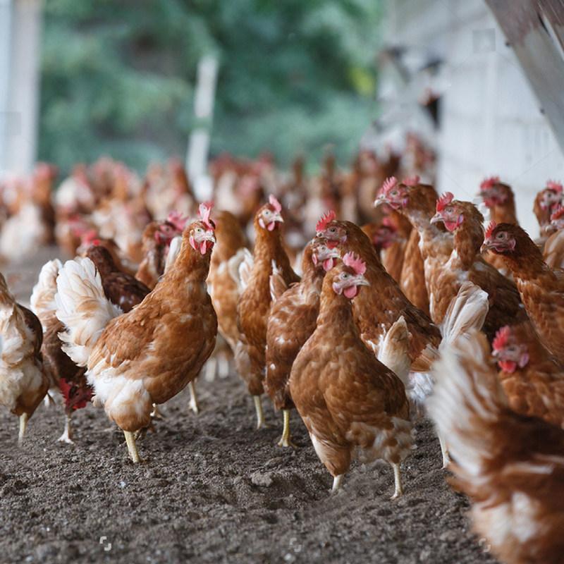 鸡肝破裂怎么治疗,鸡肝破裂出血是什么原因