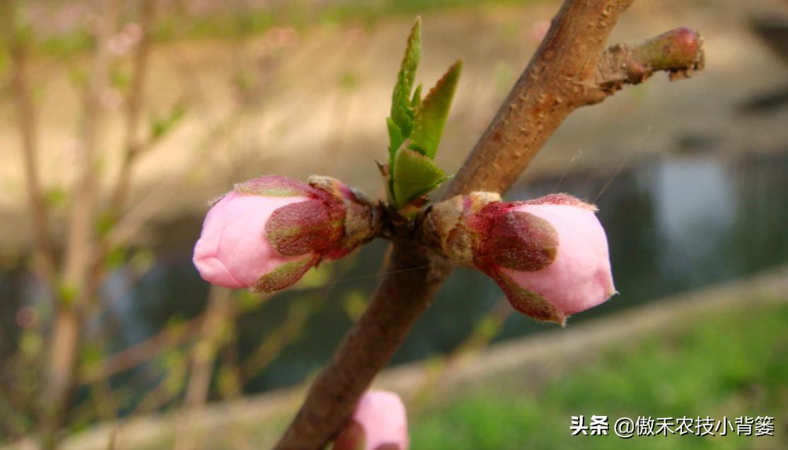 果树提高花芽分化的方法,果树花芽分化最佳方法