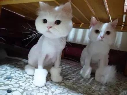 猫毛梳毛神器推荐,去猫毛神器推荐实测有效第一