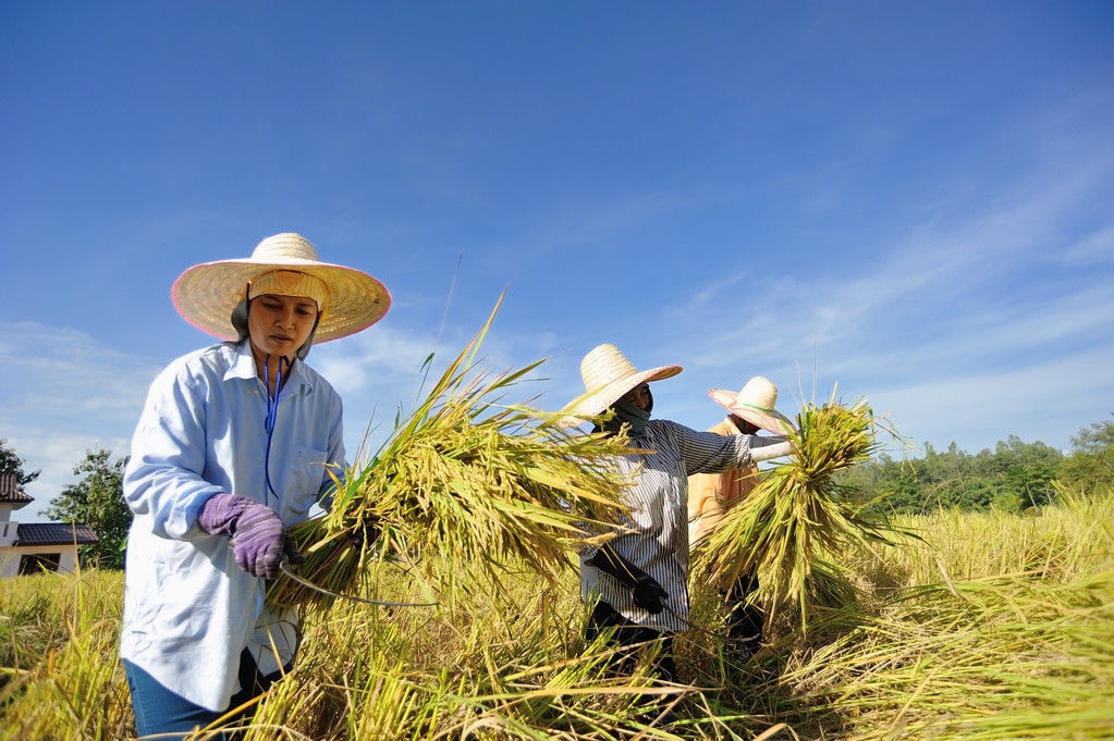 农民土地怎么进行流转,农村春耕土地流转