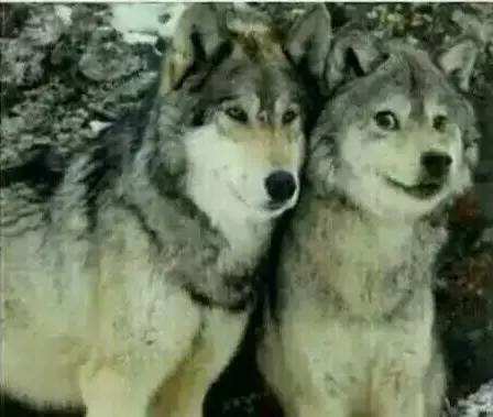 狼会把土狗当成同类吗,狼会把狗当成什么