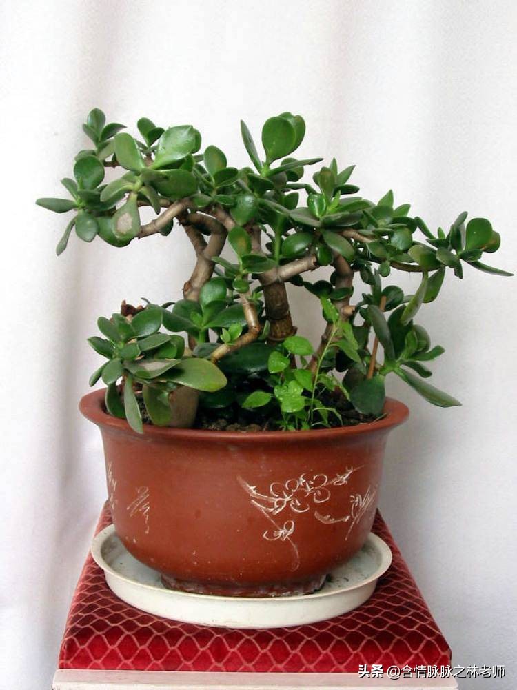 家里植物长得不好有什么说法,家里什么植物都养不好是什么原因