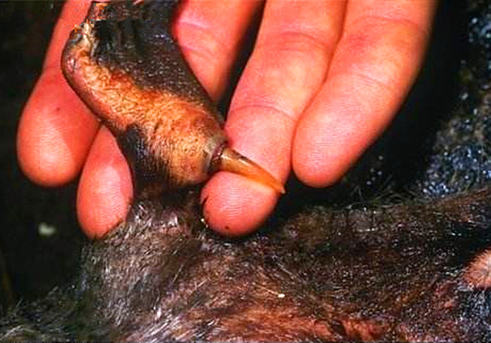 鸭嘴兽的秘密武器图片,鸭嘴兽有毒刺吗