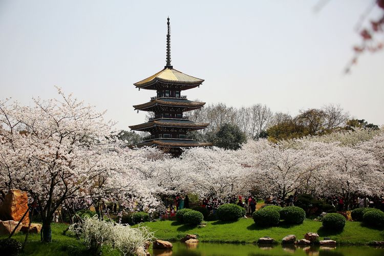 鑻遍泟褰掓潵妯辫姳鏈夌害,妯辫姳鐩涘紑鑻遍泟褰掓潵瀹屾暣瑙嗛