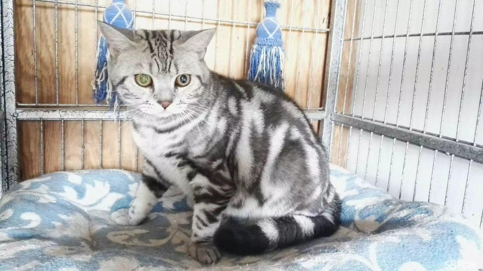 每个铲屎官必备的宠物小技巧,照顾幼犬这6大细节铲屎官别大意