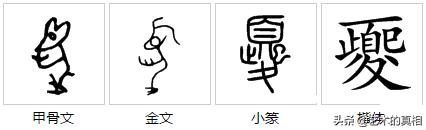 十二生肖中的象形字的演变,十二生肖字的演变