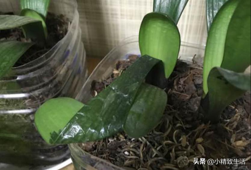 君子兰叶片斑点是什么原因,君子兰叶片有黄斑点怎么办