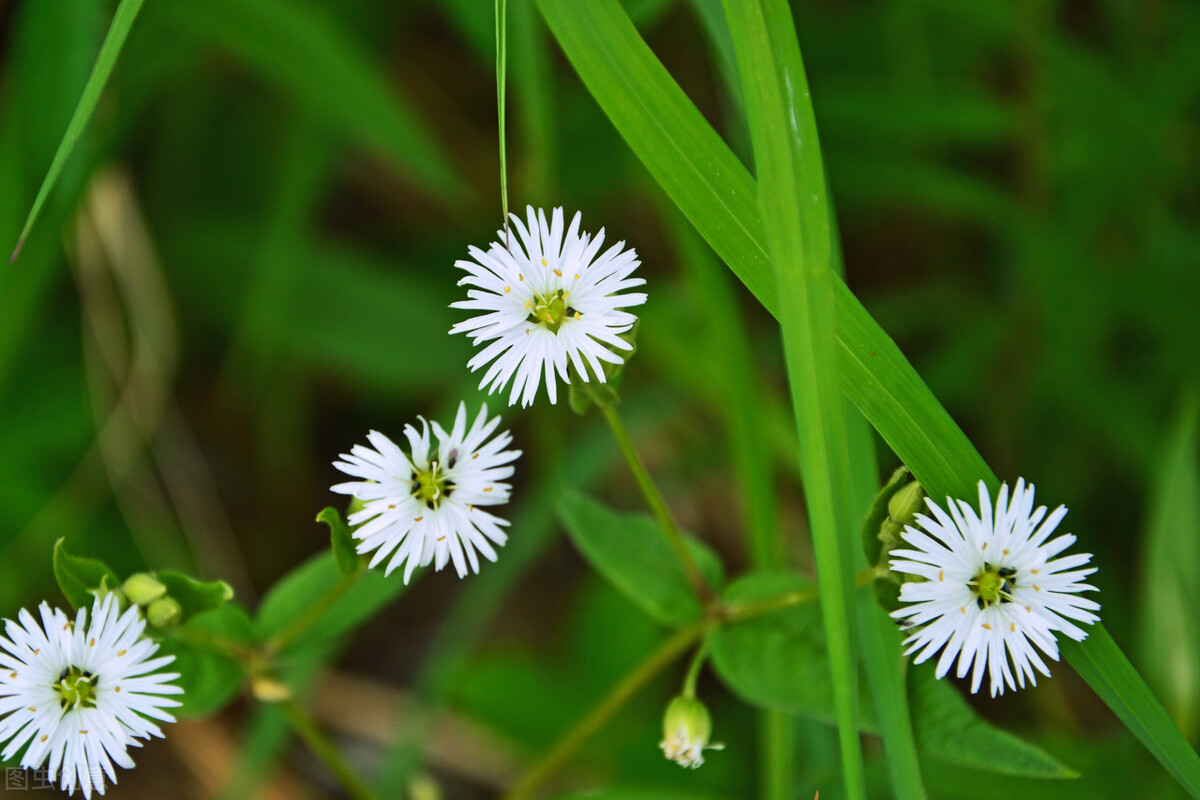 生日鲜花用哪几种花,代表友谊长存和生日快乐花语的花