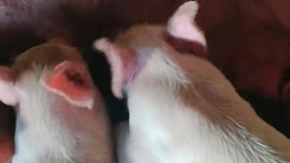 仔猪夏季腹泻,仔猪高烧拉稀怎么办