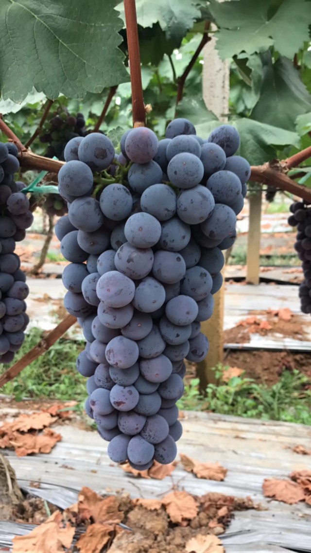 葡萄僵树后处理方法,葡萄挂果后僵苗怎么处理