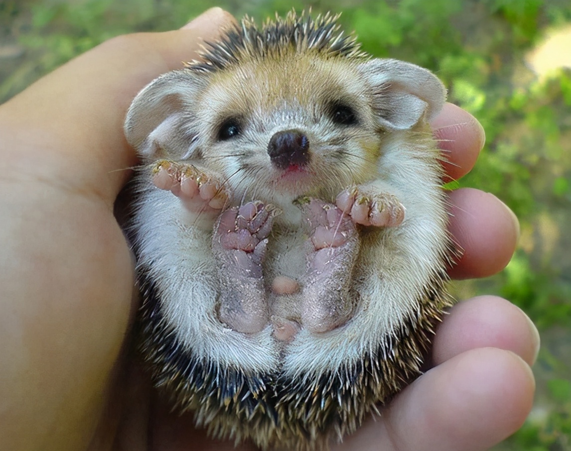 一晚上抓71只刺猬！山东一对夫妻被抓！为保护动物，每只200元