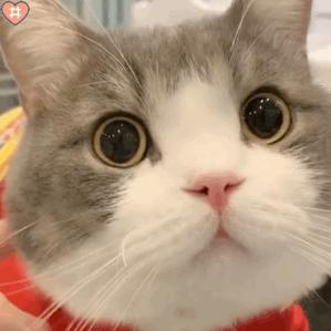 谁家的猫粮性价比高,进口的猫粮哪个比较好