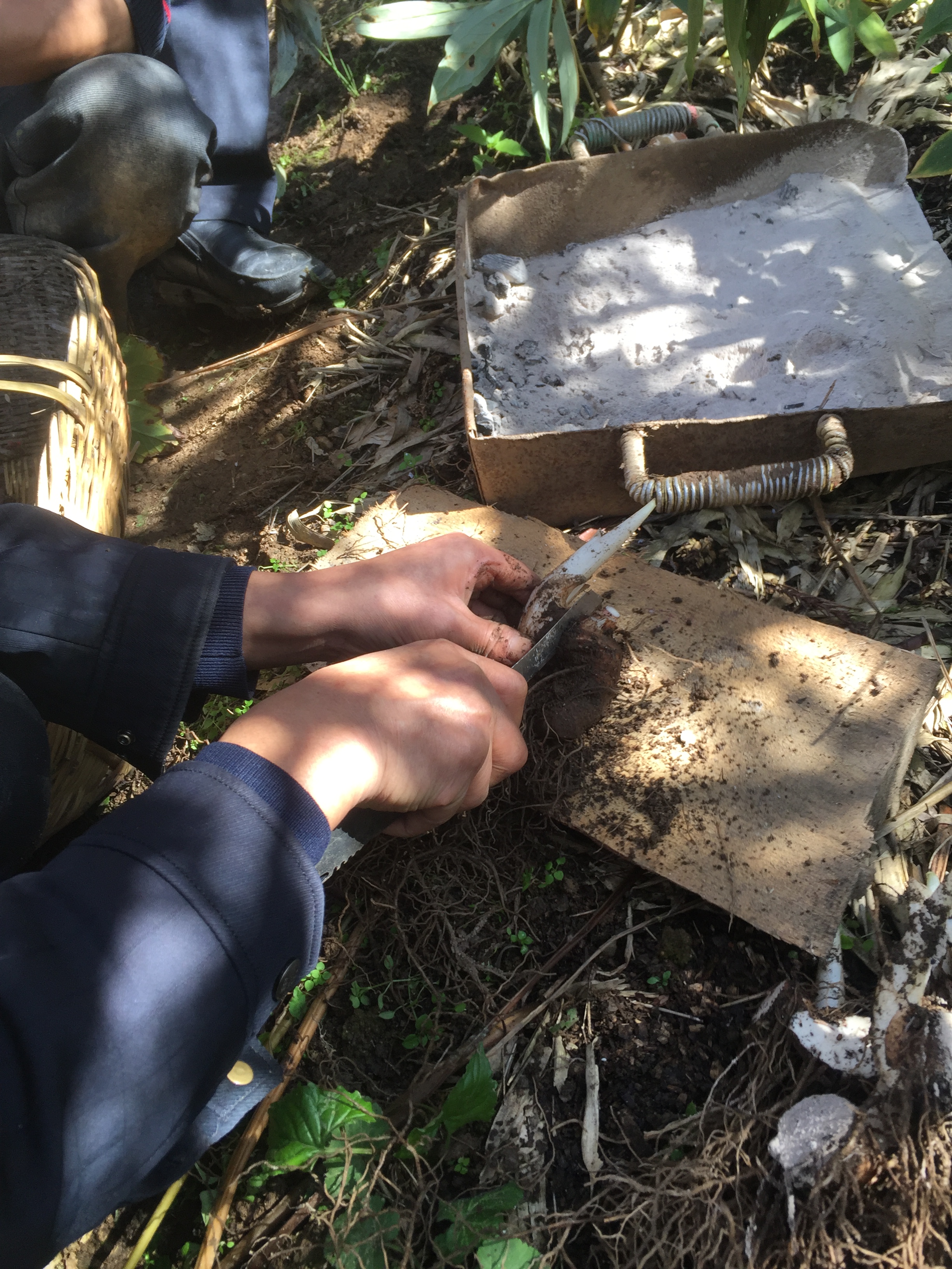 重楼七叶一枝花种植视频,七叶一枝花重楼的作用价值