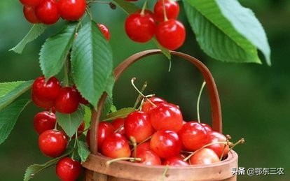 樱桃煮冰糖可以存放多长时间,樱桃采摘完后如何保叶