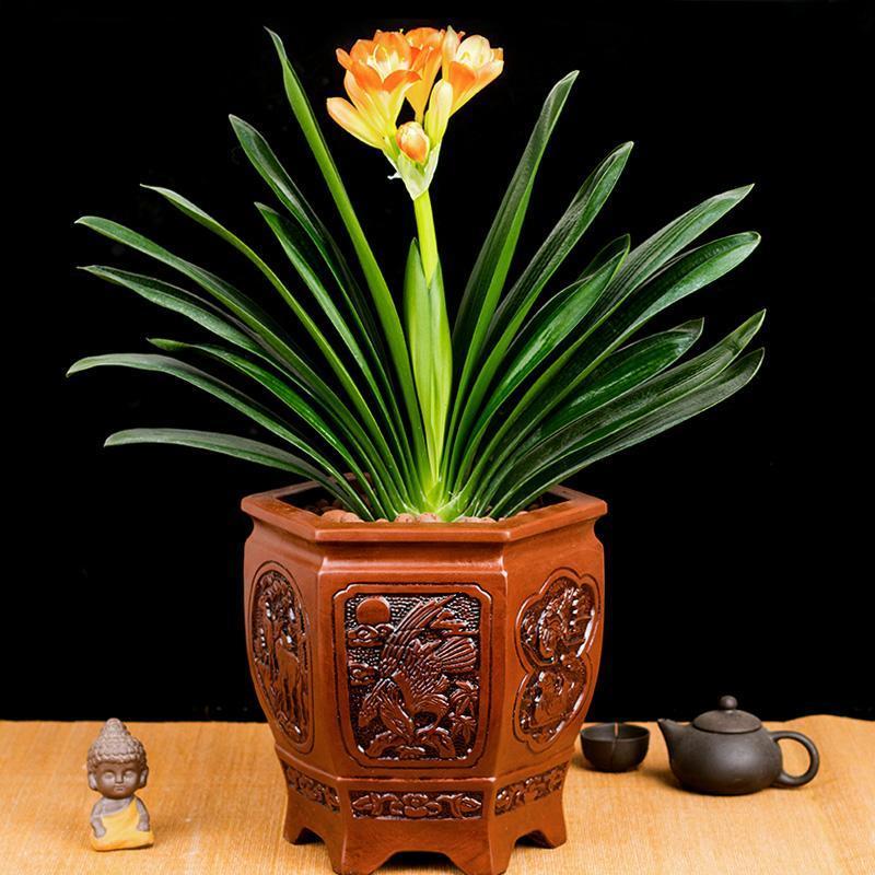 富贵花开什么花最好,花开富贵的花有几种