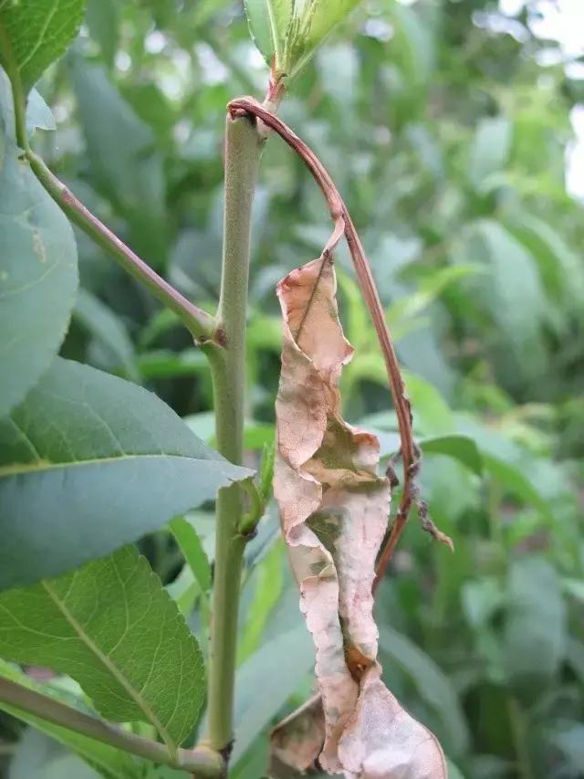 梨大食心虫危害图片,梨小食心虫对樱桃有哪些危害