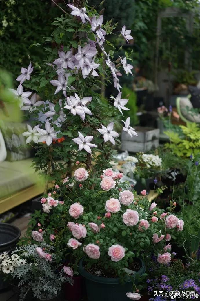 又一个十年,国产自育品种