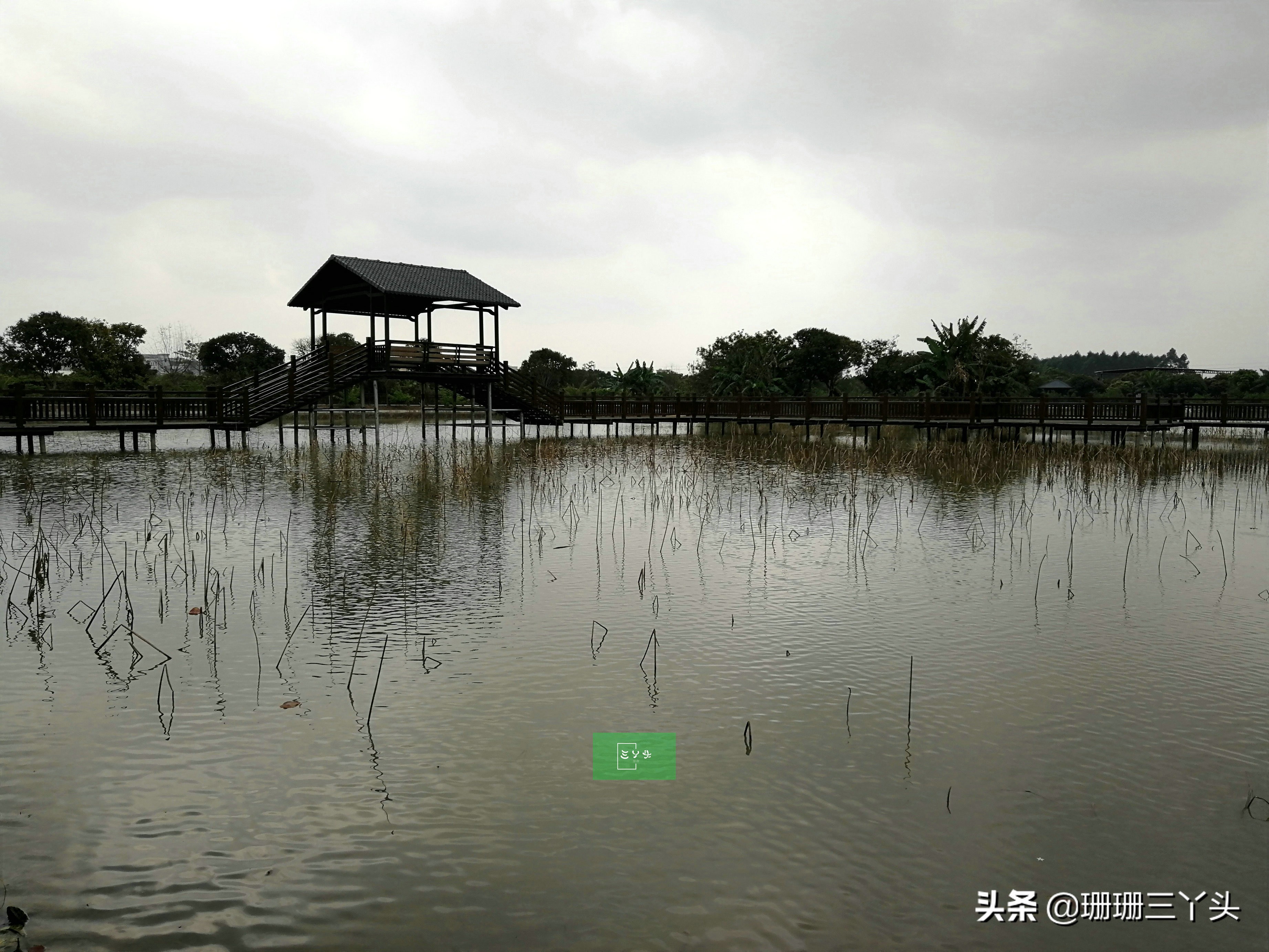 广州春季赏油菜花的地方,广州绝美油菜花海