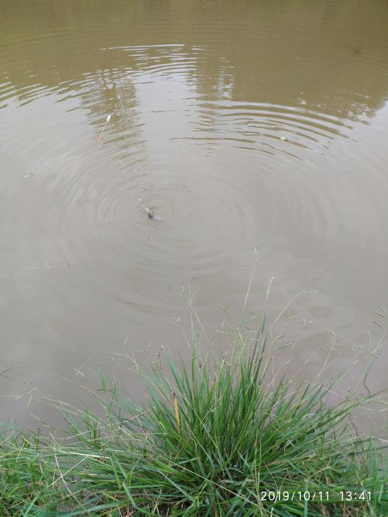 本汀宗师有限量版吗,本汀太极宗师黑坑竿