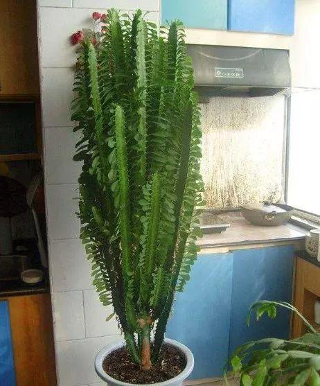 这3种植物别再花钱买了,这三种花别花钱买