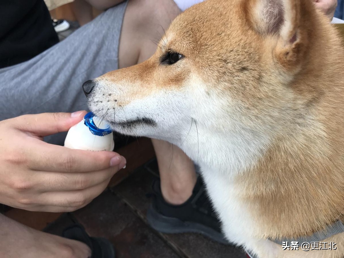 南京弘阳广场宠物,宠物友好商场南京浦口