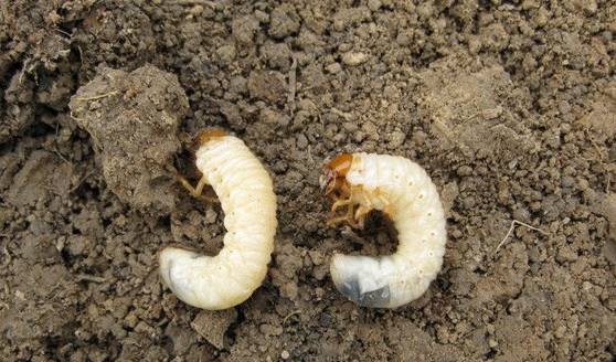 北方常见的昆虫科普知识大全集,南方动植物昆虫实物图鉴