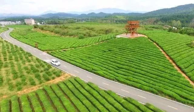 江西省有个莲花县,莲花县是因莲花而出名吗