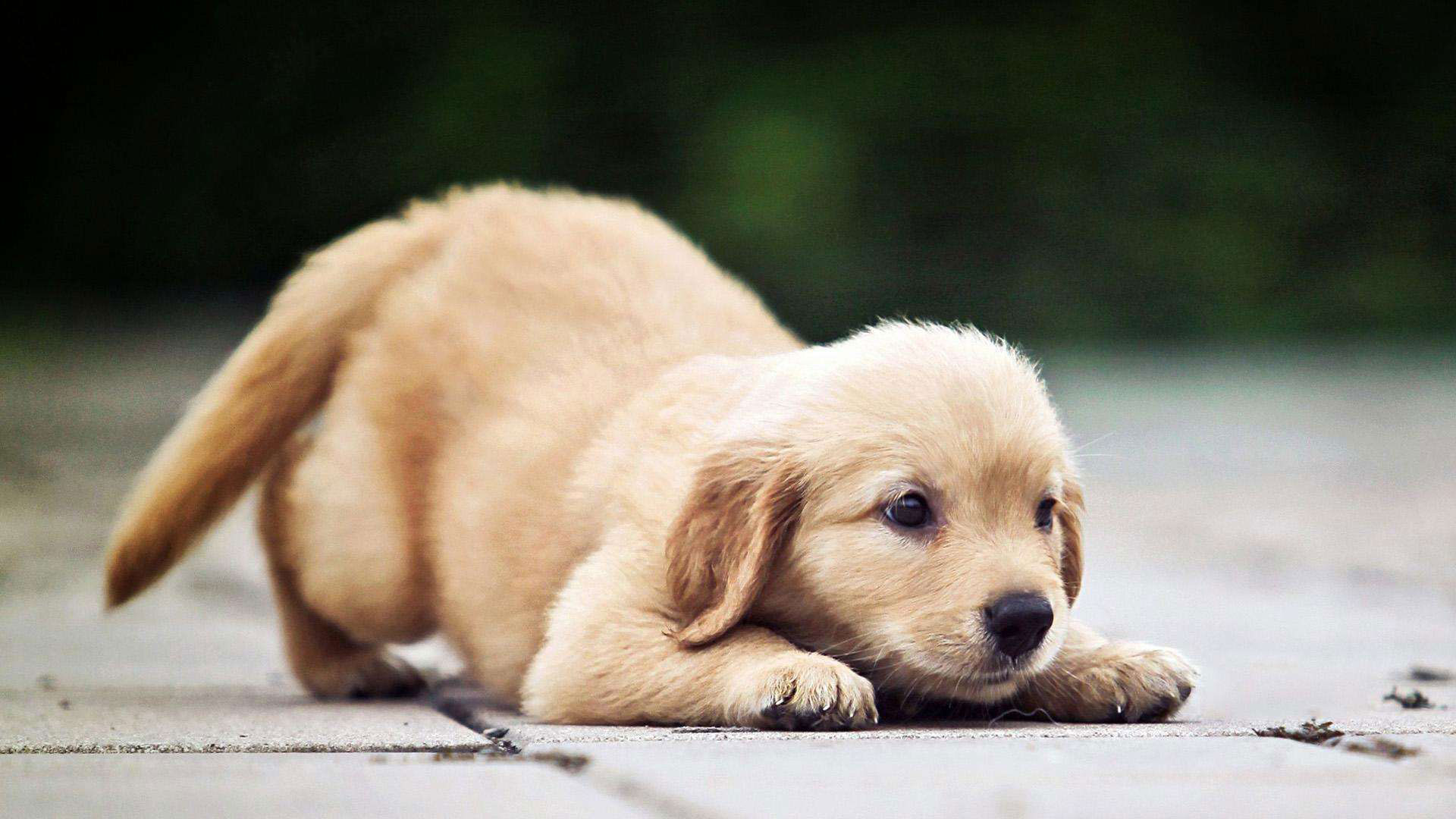 怎么判断刚到家的狗有没有病,小狗到家怎么分辨是病狗还是好狗