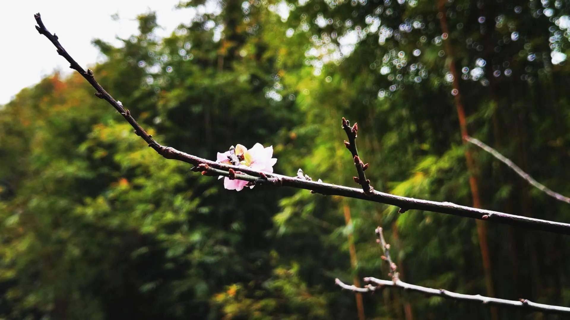 云山诗意一期,云山诗意满汉全席