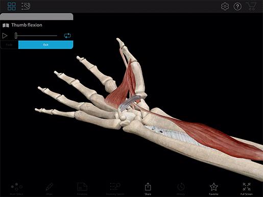 为什么得腱鞘炎的都是女性,中年女性易得腱鞘炎的原因