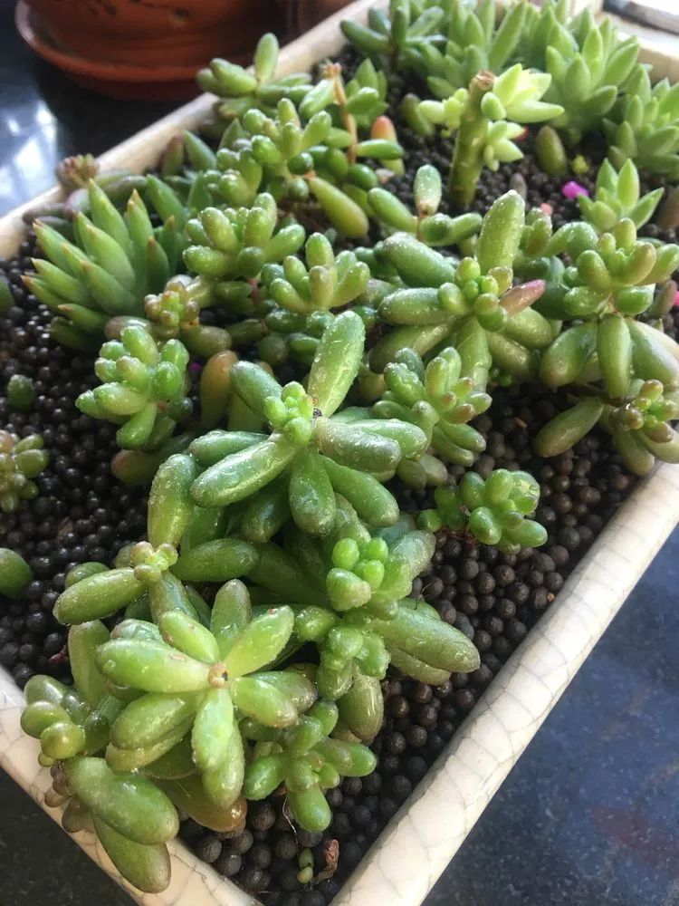 多肉新年寄语,养多肉七八年用心沉淀静待花开