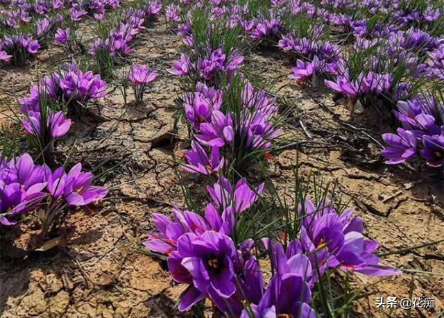 藏红花又能观赏又能喝,观赏药用两不误盆栽