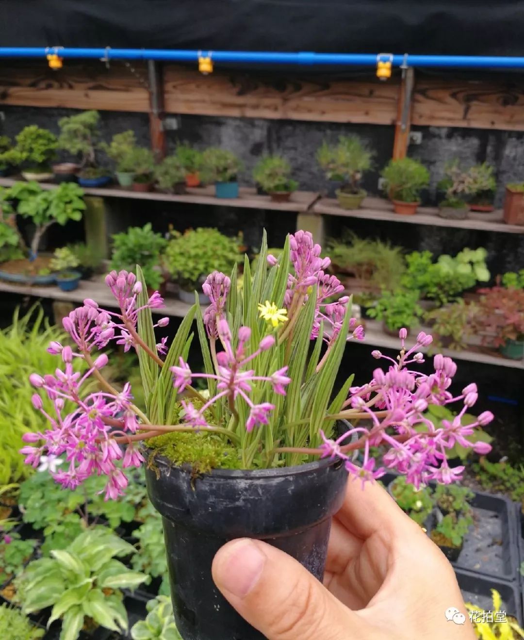 日本山野草缟缦穗，形态小巧可爱，花*诱色**人，好养易活！