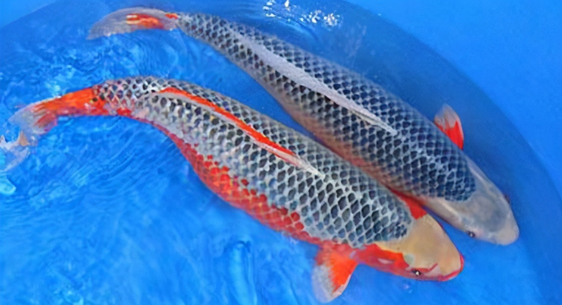 锦鲤的十三个大类名字叫什么,锦鲤十三鳞