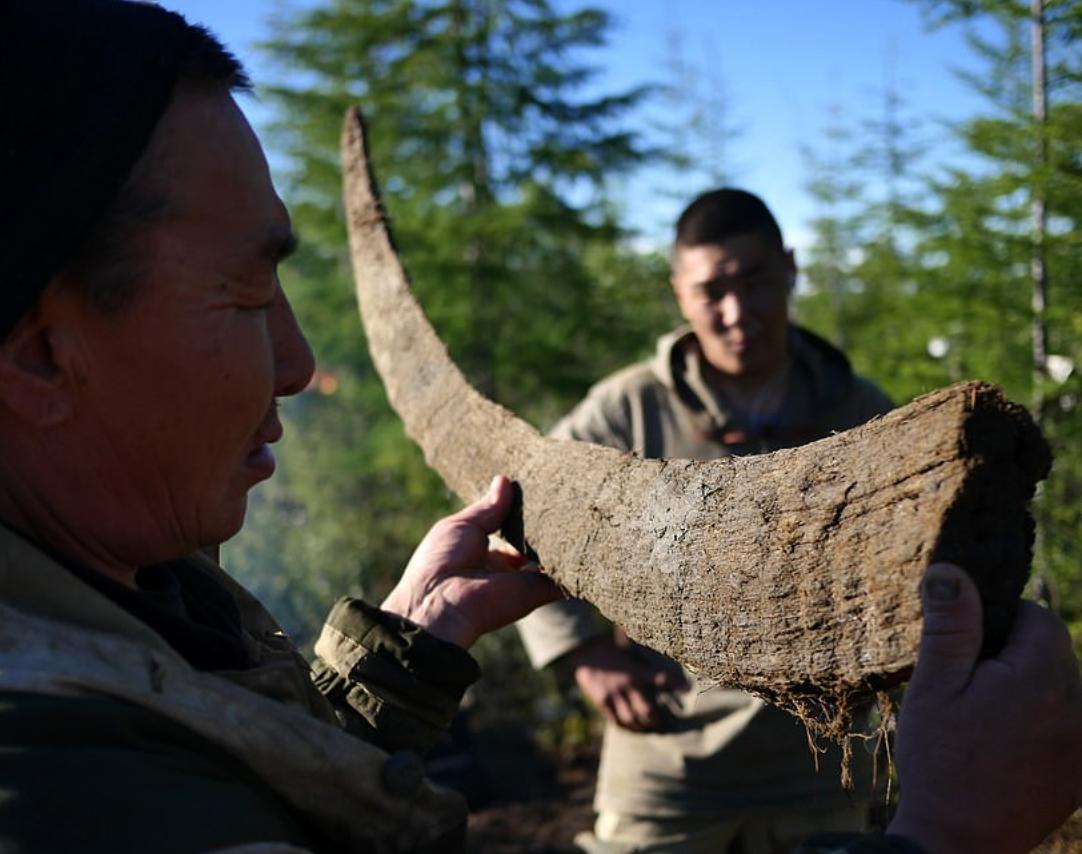 战斗民族挖宝藏,东北出土猛犸象牙
