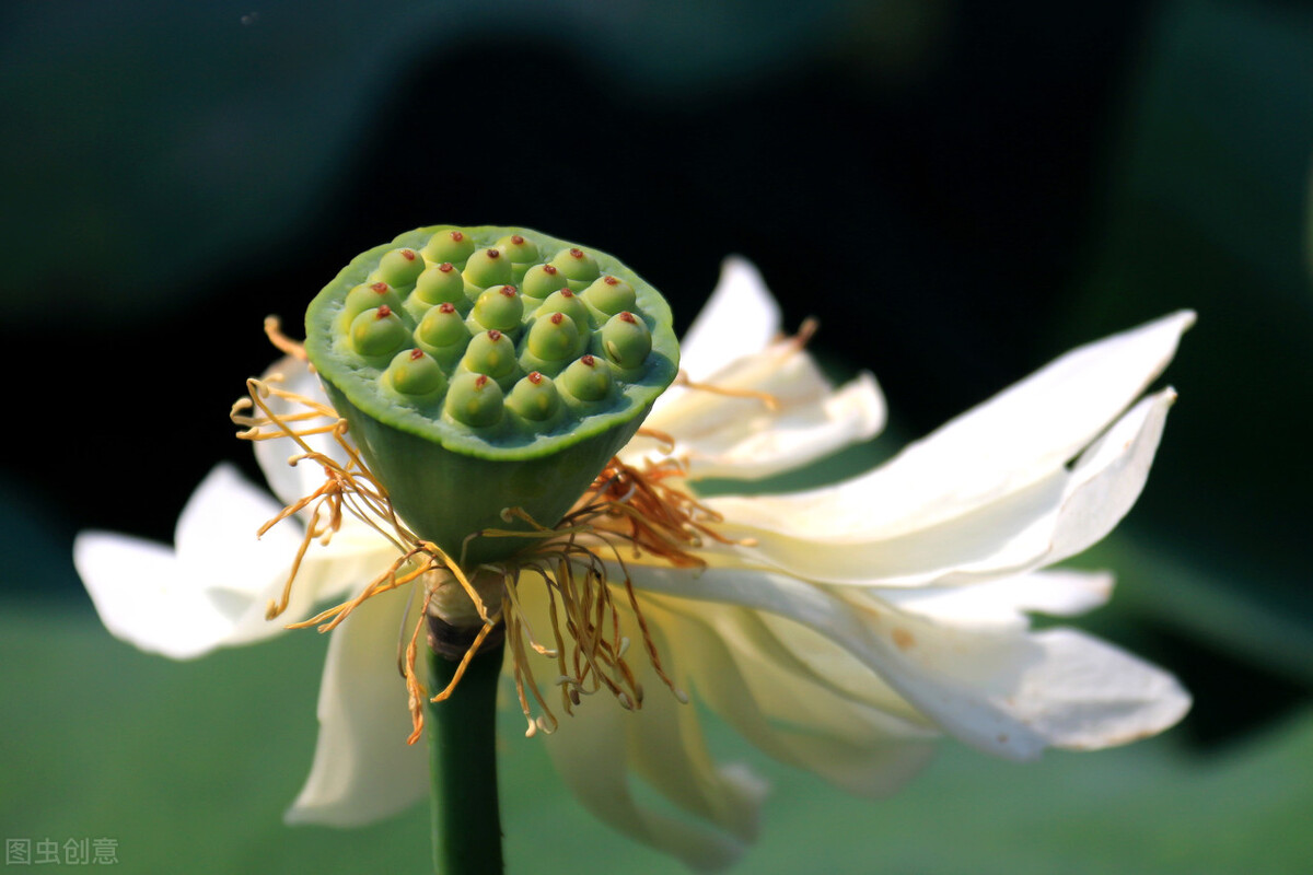但能苍鬓留清节，那有青衫不白头,七言律诗精选