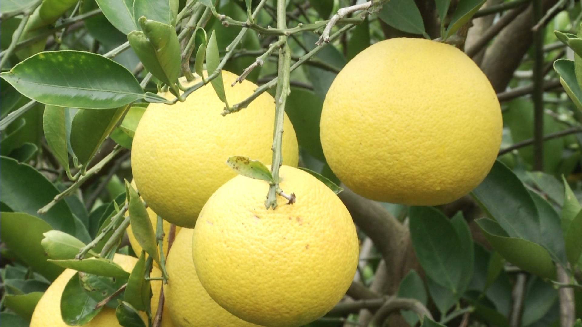 七旬老两口一生只种这种柚子,甜中带酸还能治病!市场行情怎么样?