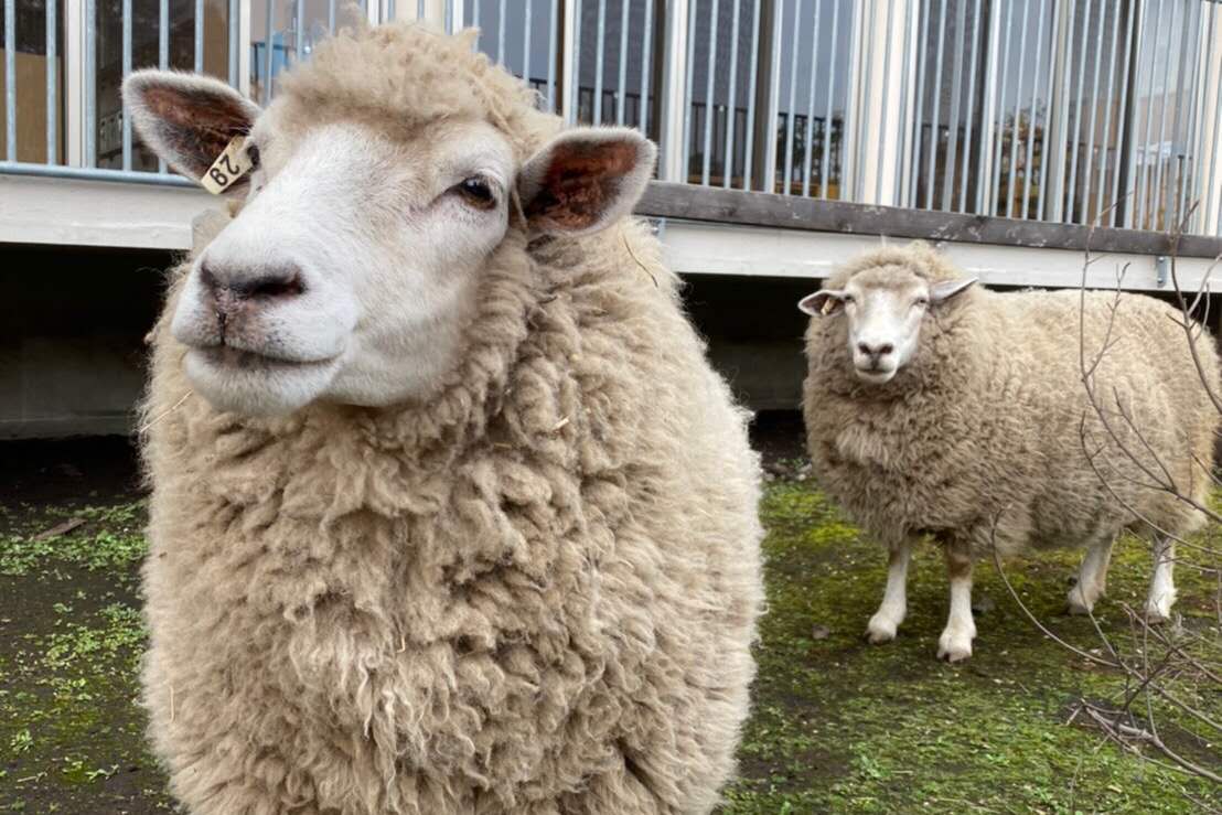 沿“线”旅行 | 富士山下遛娃好去处，好吃好玩儿还不贵