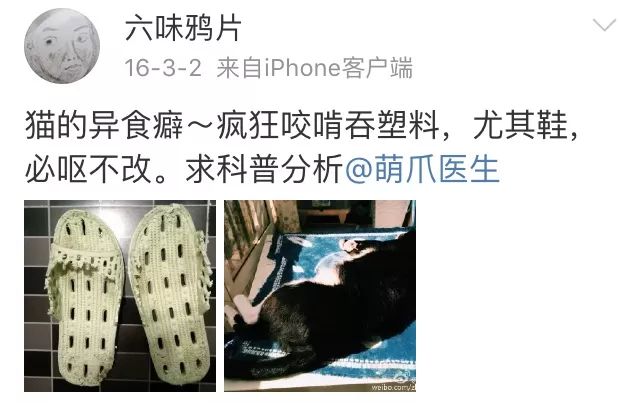 训练猫时可以给猫吃什么,训练猫捕食