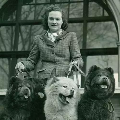 松狮是不是本土,松狮犬来源于中国哪里