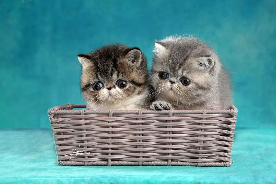 加菲猫到底讲了一个什么样的故事,带你了解加菲猫