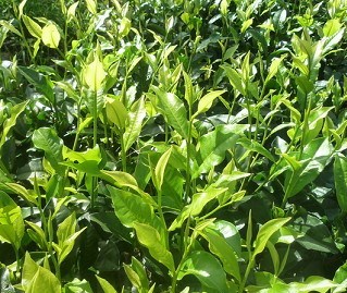 如何成为一名懂茶人,如何快速成为茶专家