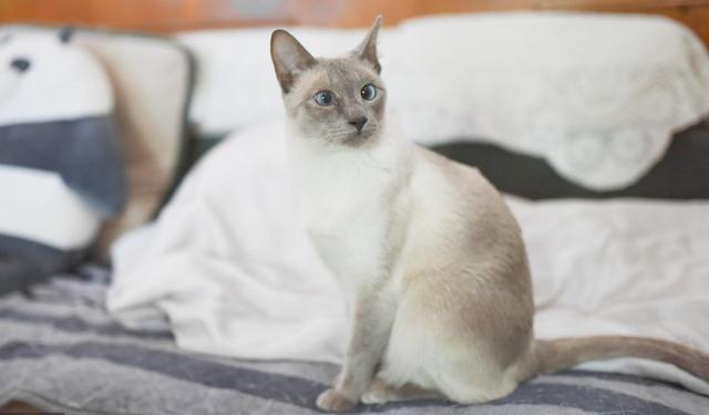 斗鸡眼布偶猫是有缺陷吗,布偶猫斗鸡眼有没有影响