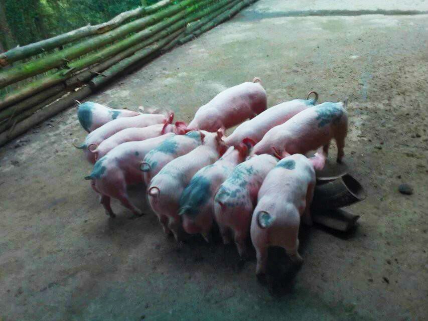 公猪的处理方法和注意事项,公猪常见疾病及治疗方法