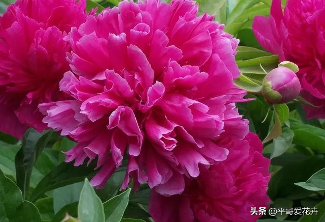 家里的牡丹叶片萎蔫？这“4个方面”不可忽视，现在知道还不晚