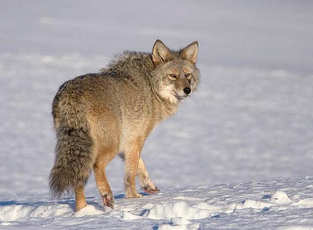 打蛇为什么要七寸，把头打烂没毒牙，还不够安全吗？